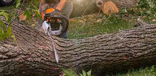 Best Firewood Processing and Delivery  in Bylas, AZ