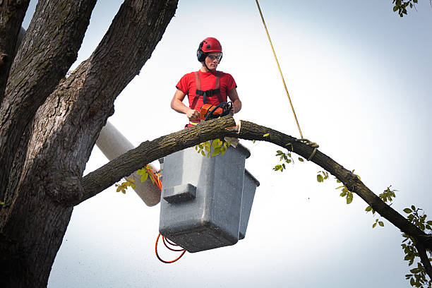 Professional  Tree Services in Bylas, AZ