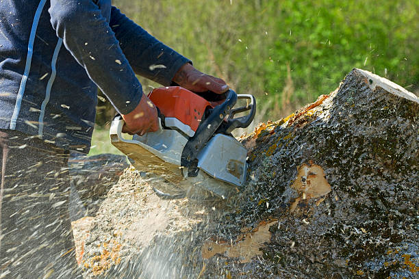 Why Choose Our Tree Removal Services in Bylas, AZ?